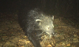 Lo&#224;i động vật cực qu&#253; hiếm c&#243; m&#249;i cơ thể như bắp rang bơ