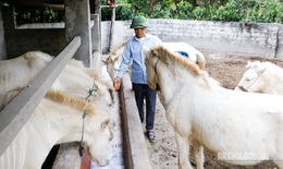 Loài ngựa quý hiếm được ví như 'vàng trắng' giúp người dân xứ Lạng đổi đời, xây nhà mua xe