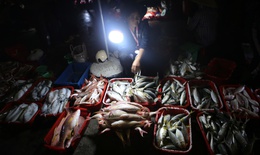 Ngư dân phấn khởi trúng đậm hải sản đầu năm mới