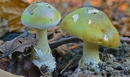 Ăn nấm hái ở vườn, người phụ nữ phải nhập viện cấp cứu