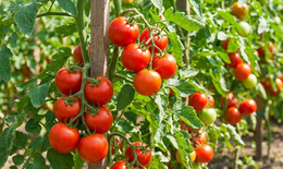 6 lý do nên ăn cà chua mỗi ngày