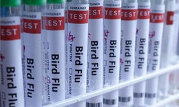 Australia cảnh báo chủng cúm mới lây lan mạnh