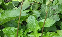 Loài rau mọc hoang như cỏ dại nhưng lại có tác dụng quý chữa bệnh