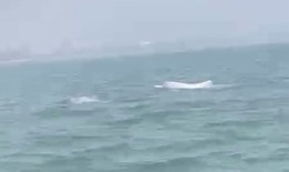 Video cá heo trắng bất ngờ nhảy múa trên biển Sầm Sơn