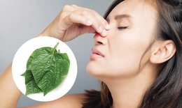 Cách dùng lá lốt giảm triệu chứng viêm xoang hiệu quả