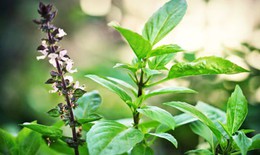 3 hỗn hợp xông hơi giảm nghẹt mũi và đau họng