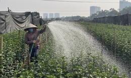 Hà Nội: Làng hoa Tây Tựu tất bật cho vụ Tết, thấp thỏm chờ 'trời thương'