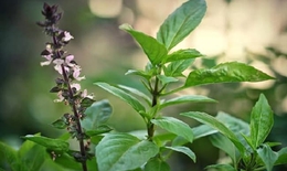 7 lý do nên uống nước lá húng quế vào buổi sáng