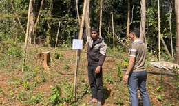 Khởi tố nam thanh niên lén trồng 763 cây cần sa trong rừng