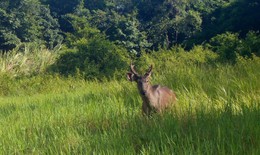 ‘Mắt thần’ góp phần bảo vệ động vật quý hiếm ở Quảng Ngãi
