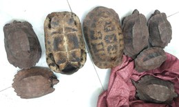 Người dân tự nguyện giao nộp 8 cá thể rùa quý hiếm