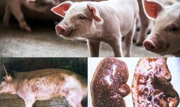 Điều gì xảy ra khi ăn phải thịt lợn bị dịch tả châu Phi?
