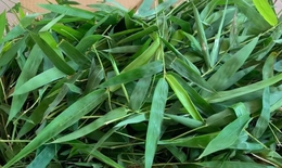 Thực hư về công dụng 'giải độc vaccine' của lá tre gai