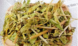 Bài thuốc chữa sẹo lồi từ cây bìm bịp