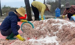 Trúng đậm mùa ruốc, ngư dân Quảng Trị thu về cả triệu đồng