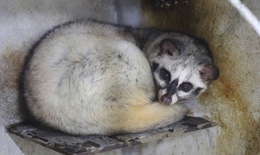 Bỏ phố về quê, làm giàu từ mô hình nuôi động vật hoang dã