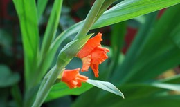 'Điều khiển' hoa lay ơn nở đúng Tết và cách nhận diện cành hoa đẹp