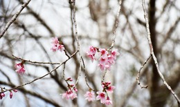 Mãn nhãn với sắc hoa anh đào đang nở rộ ở Măng Đen
