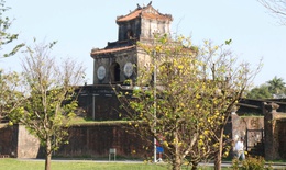 Ngắm mai vàng khoe sắc rực rỡ trong Kinh thành Huế