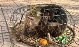 Hai cá thể khỉ quý hiếm bị thương, lạc vào rẫy người dân