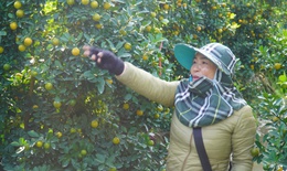 Vùng trồng quất lớn nhất xứ Thanh hồi sinh sau bão lũ