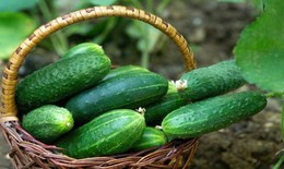 Cách sử dụng dưa chuột hỗ trợ hạ mỡ máu