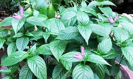 Lá cẩm - Dược liệu, chất tạo màu tự nhiên an toàn cho thực phẩm