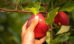 Nghệ thuật thưởng thức táo Pháp: ăn sống, nấu ăn, làm bánh và pha chế