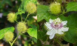 Người hay mất ngủ nên uống loại trà này để có một giấc ngủ ngon