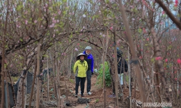 Cận Tết, người Hà Nội rộn ràng đi chọn đào, mua quất