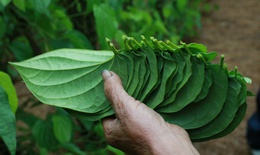 Tết đến, cả làng lại tất bật 'đếm lá tính tiền'