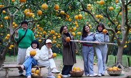 Người Thủ đô rộn ràng vừa mua vừa check-in bưởi Diễn trước thềm Tết Bính Ngọ