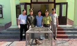 Tiếp nhận, tái thả nhiều cá thể động vật hoang dã quý hiếm ở Huế