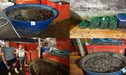 TPHCM: Triệt phá đường dây ngâm hơn 3.000 tấn ốc bươu trong 'thủy tinh lỏng'