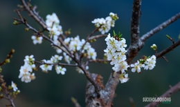 Bản Chu Va phủ trắng 'hoa tuyết'