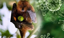 TPHCM tăng cường giám sát trước nguy cơ xâm nhập virus Nipah