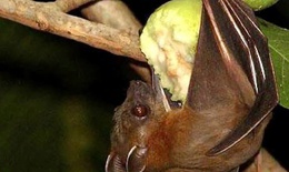 Chuyên gia lý giải nguyên nhân virus Nipah có tỷ lệ tử vong cao