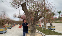 Đào thế lạ, bưởi 'khủng' rộn ràng xuống phố đón Tết