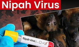 Tăng cường biện pháp y tế trước nguy cơ virus Nipah lây lan