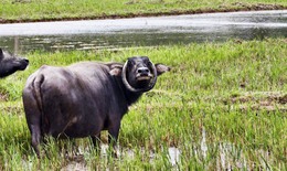 Ngỡ ngàng con trâu có cặp sừng cong tròn 'độc nhất vô nhị' ở Đà Nẵng