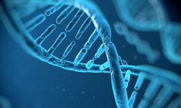 Bất ngờ gen di truyền là yếu tố chính quyết định tuổi thọ con người