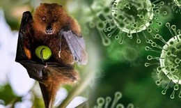 Nhật Bản thử nghiệm lâm sàng vaccine ngừa virus Nipah