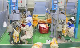 Giá lúa gạo trong nước ổn định, giao dịch trầm lắng