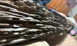 Khúc gỗ quý hiếm được trả giá hơn 600 triệu đồng gia chủ chưa bán