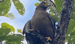 Ngắm dàn động vật quý hiếm được trở về rừng Tây Nguyên