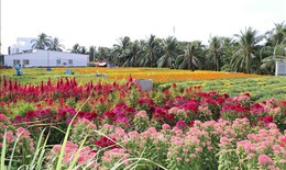 Mưa trái mùa ảnh hưởng đến hoa cảnh dịp Tết Nguyên đán