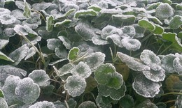 Vùng biên Nghệ An rét kỷ lục, xuất hiện băng giá