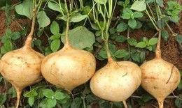 Củ đậu rất tốt nhưng có bộ phận là 'thuốc độc': Bạn đã biết chưa?