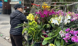 Hoa Tết xuống phố sớm, quất cảnh đã 'lên kệ'