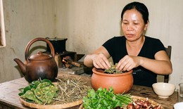 Bài thuốc có lá sung giúp thanh nhiệt